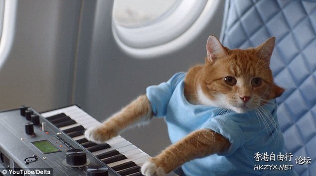 Cat : Let me sing  Pets 寵物護理 +紀念堂