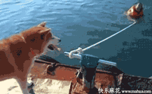   Pets 寵物護理 +紀念堂