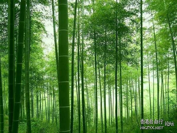 青城山與                   都江堰  World Travel 世界旅遊