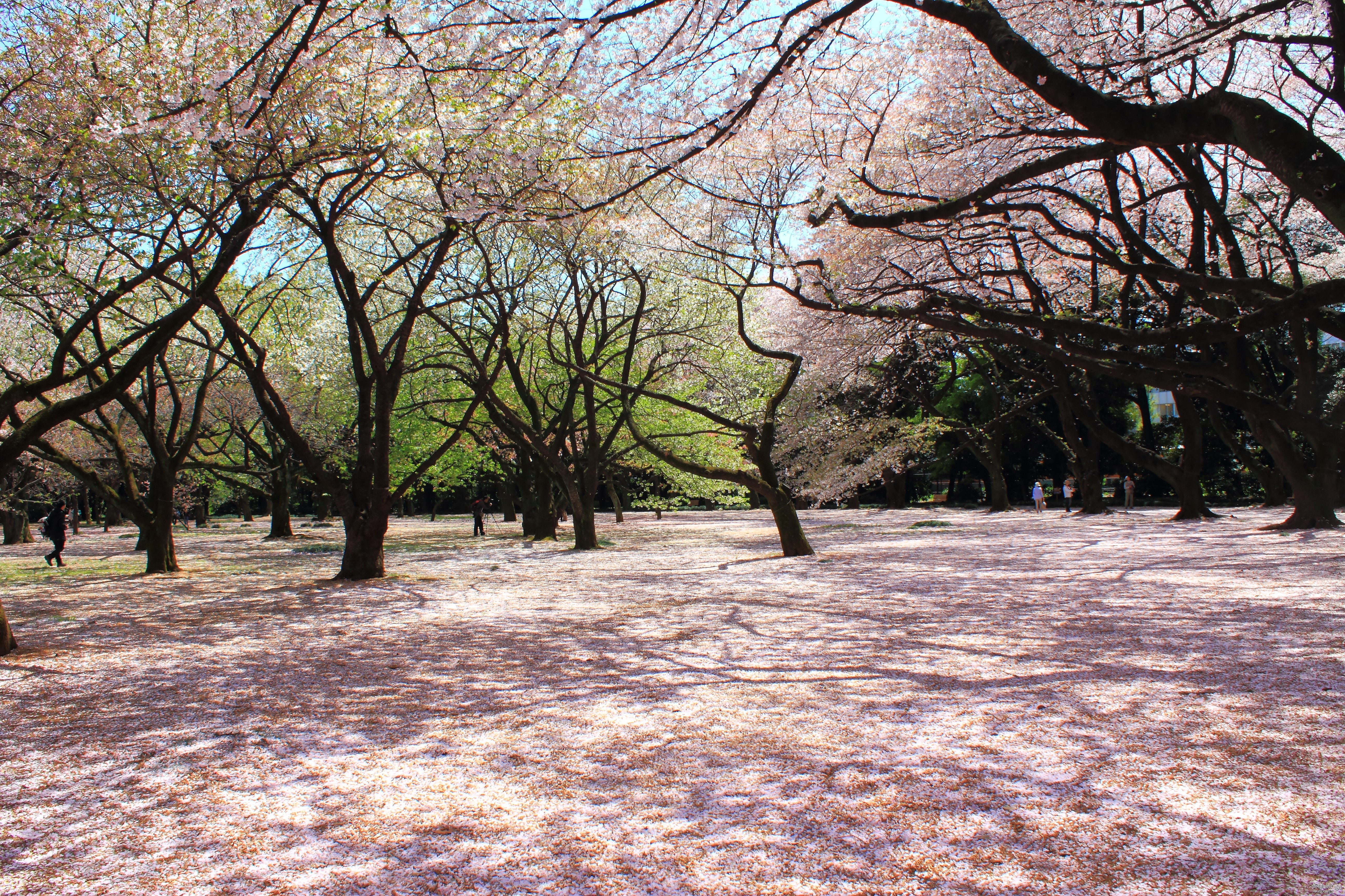 日本多景  World Travel 世界旅遊