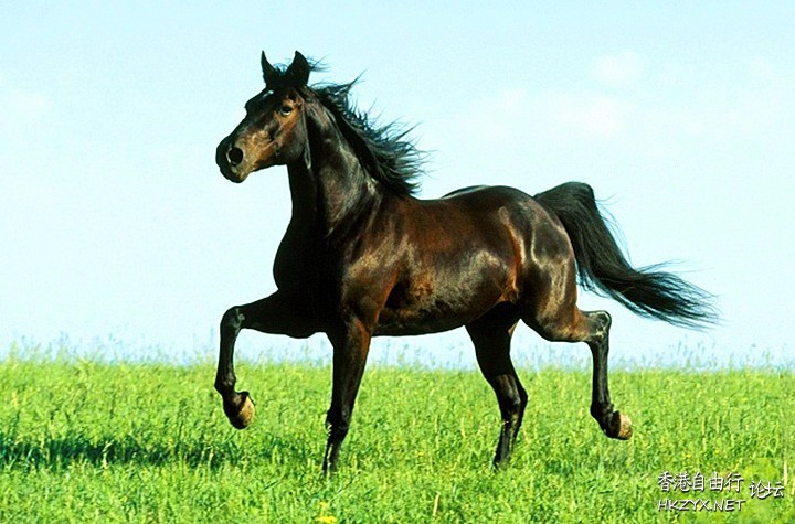 骏马奔驰  Wild animal 野生動物