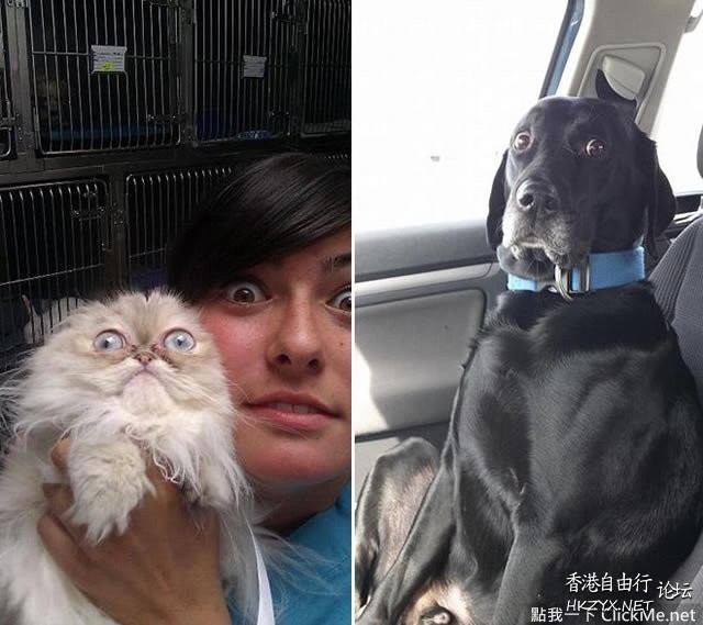   Pets 寵物護理 +紀念堂