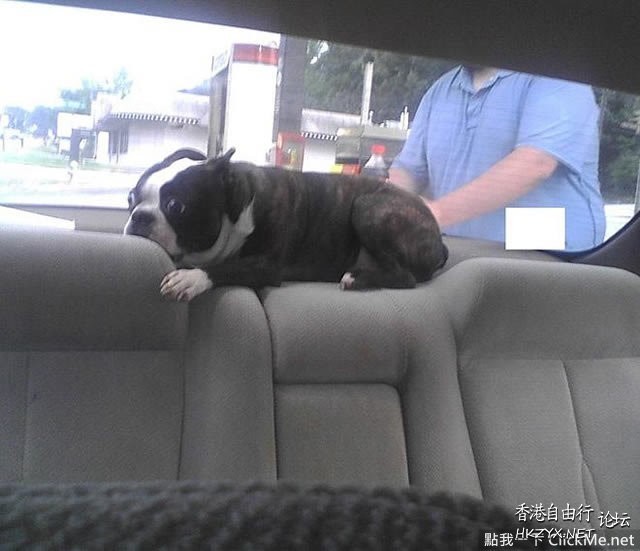   Pets 寵物護理 +紀念堂