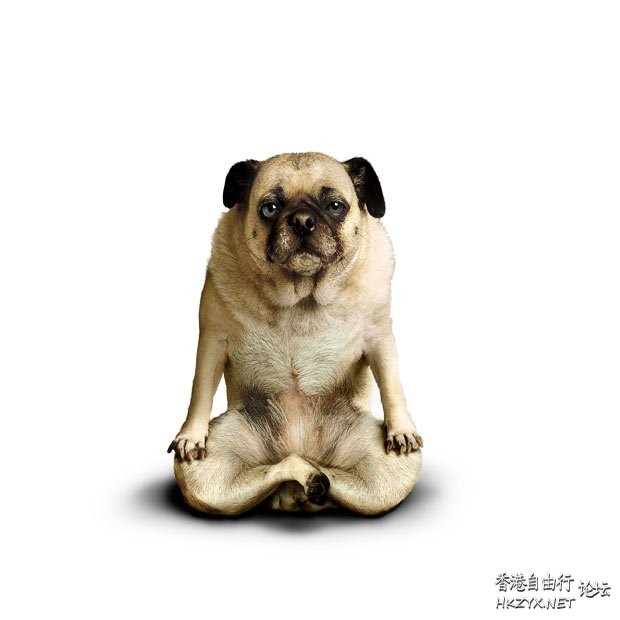   Pets 寵物護理 +紀念堂