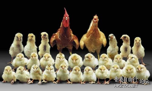 cat: 放心,我是婦科畢業生  Pets 寵物護理 +紀念堂