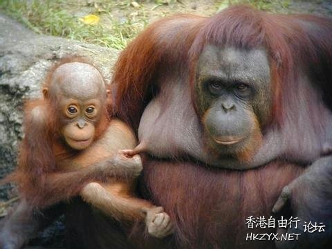 cat: 放心,我是婦科畢業生  Pets 寵物護理 +紀念堂