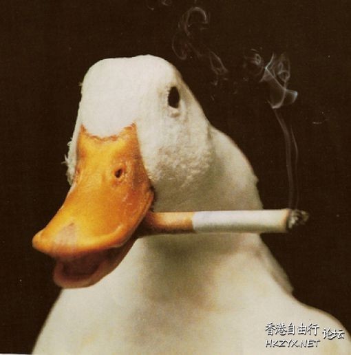   Pets 寵物護理 +紀念堂