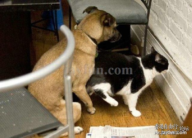   Pets 寵物護理 +紀念堂
