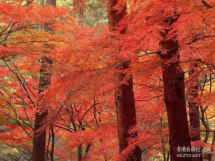 秋景攝影  Photography 攝影特區
