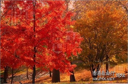 秋景攝影  Photography 攝影特區