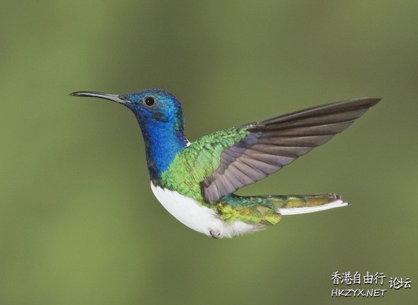 Beautiful Live  Birds  Birds 飛烏