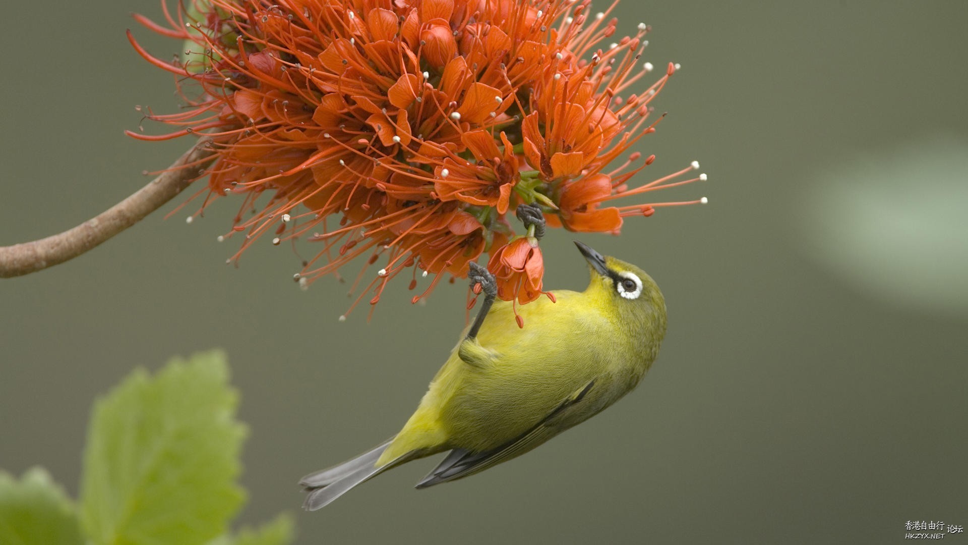 Beautiful Live  Birds  Birds 飛烏