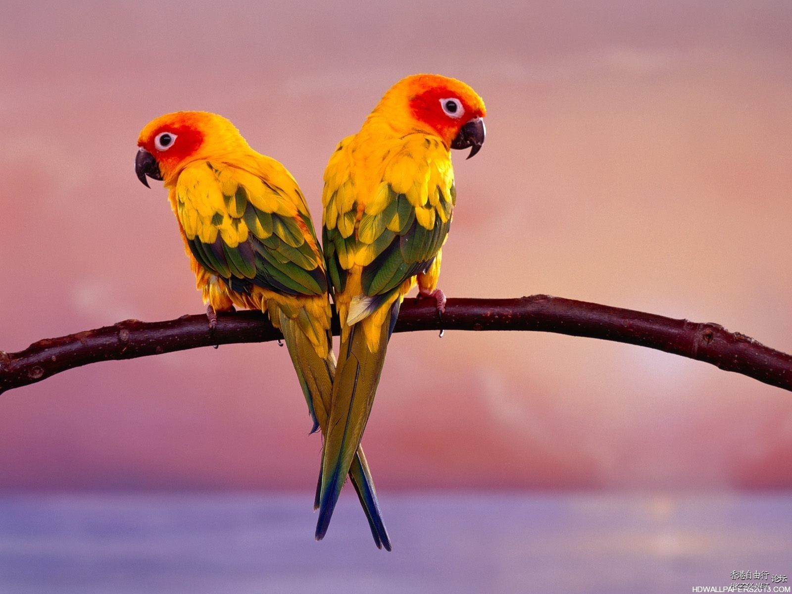 Beautiful Live  Birds  Birds 飛烏