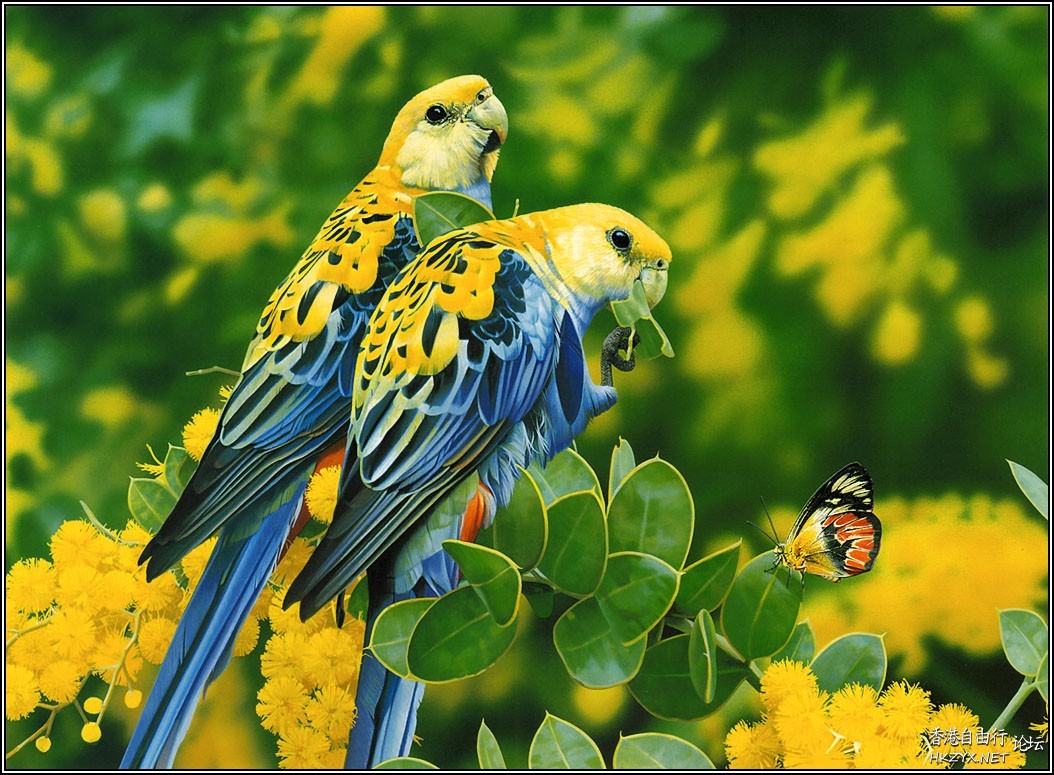 Beautiful Parrots  Birds 飛烏