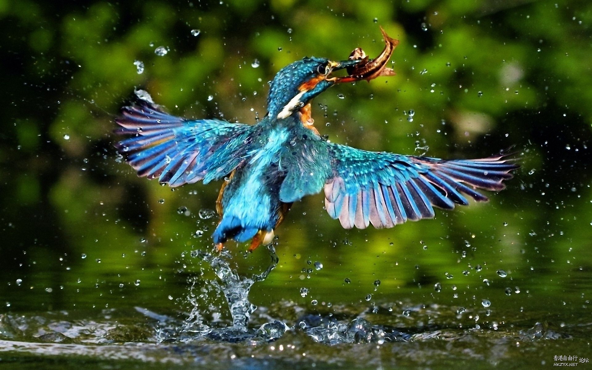   Birds 飛烏