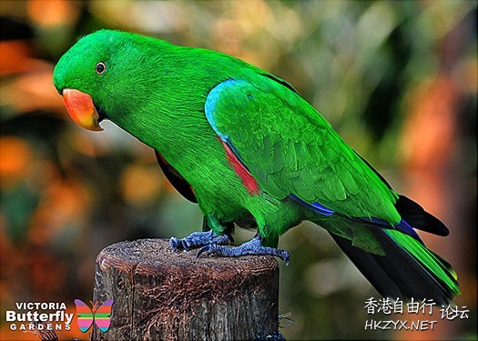 Beautiful Parrots  Birds 飛烏