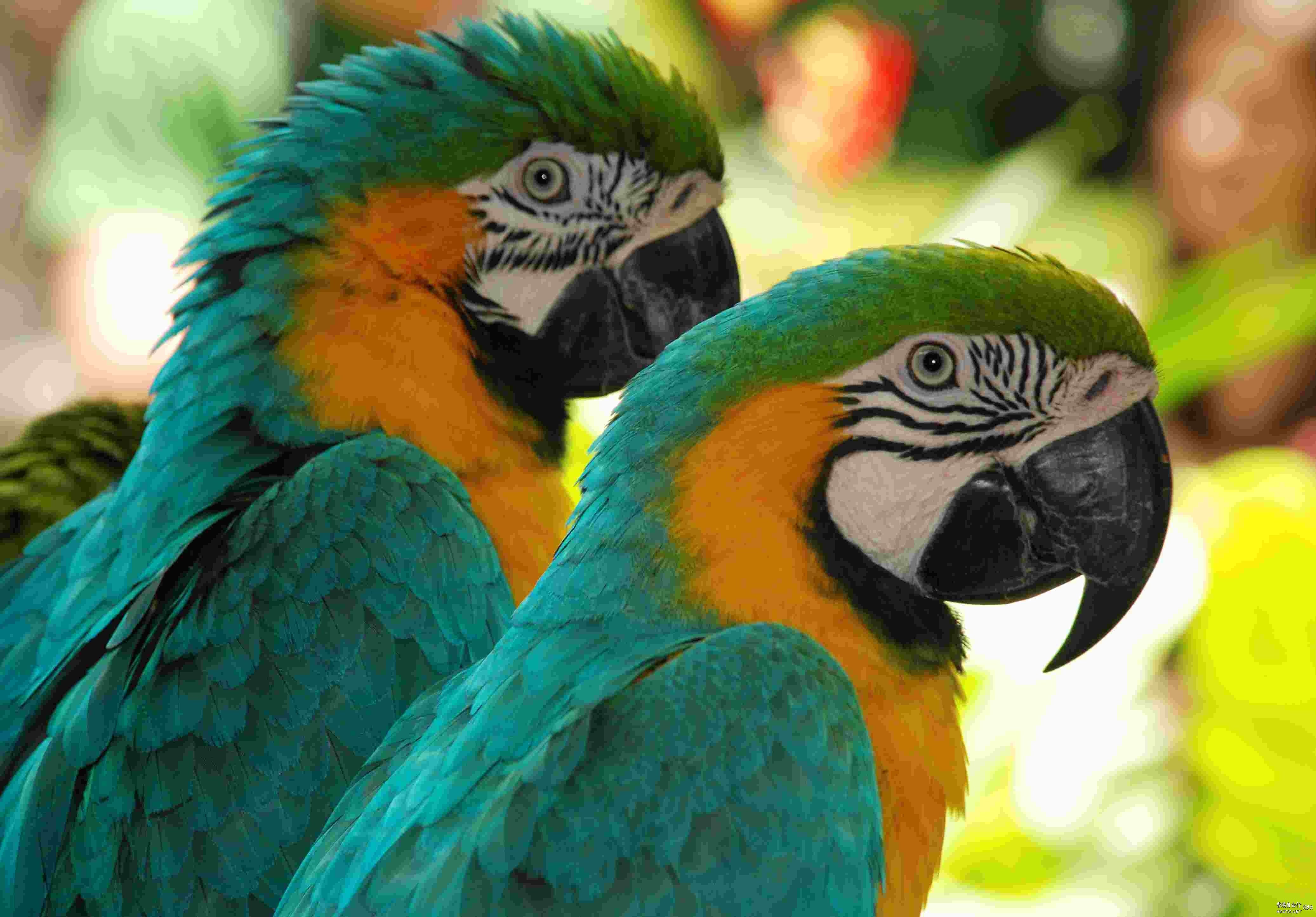 Beautiful Parrots  Birds 飛烏