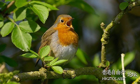   Birds 飛烏
