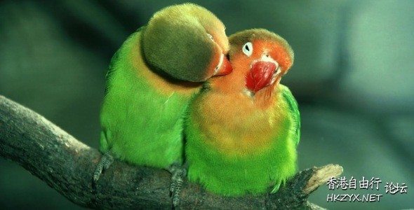 Birds: Kiss me please !  Birds 飛烏