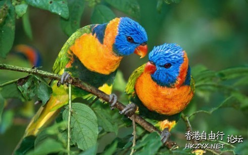 Birds: Kiss me please !  Birds 飛烏