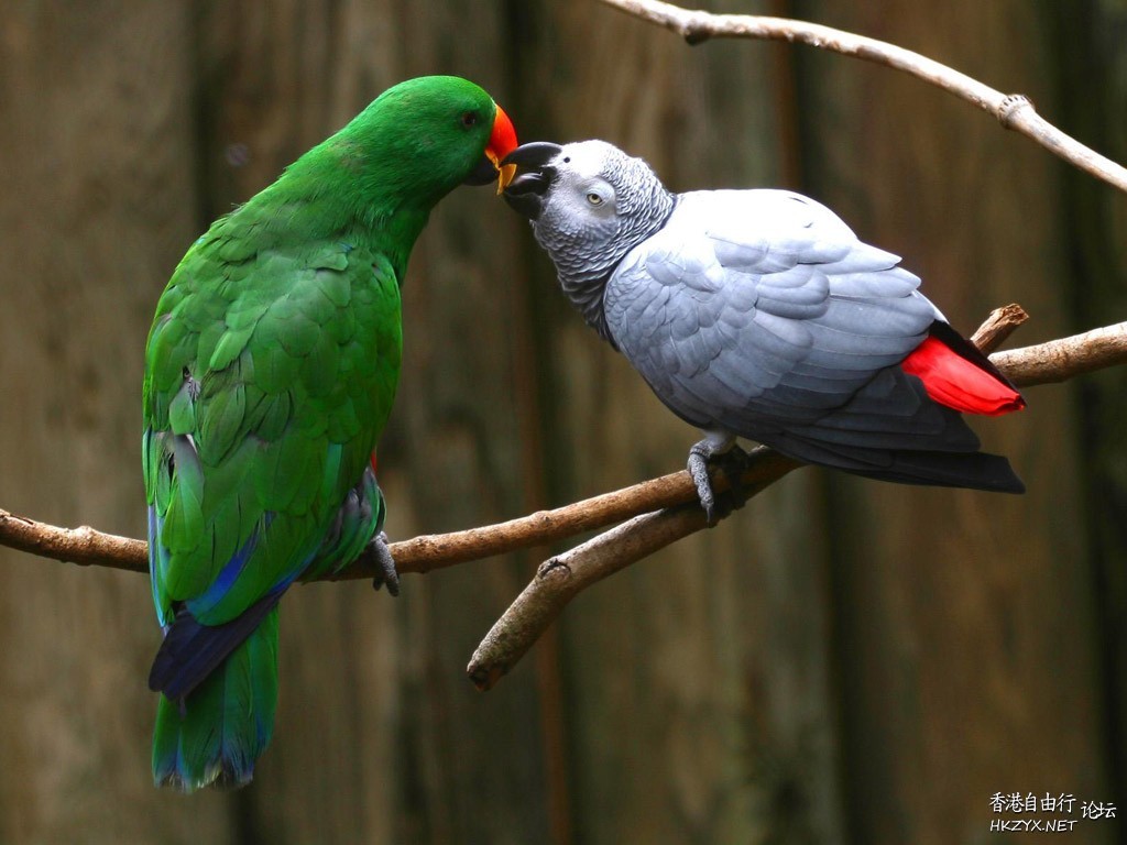 Birds: Kiss me please !  Birds 飛烏