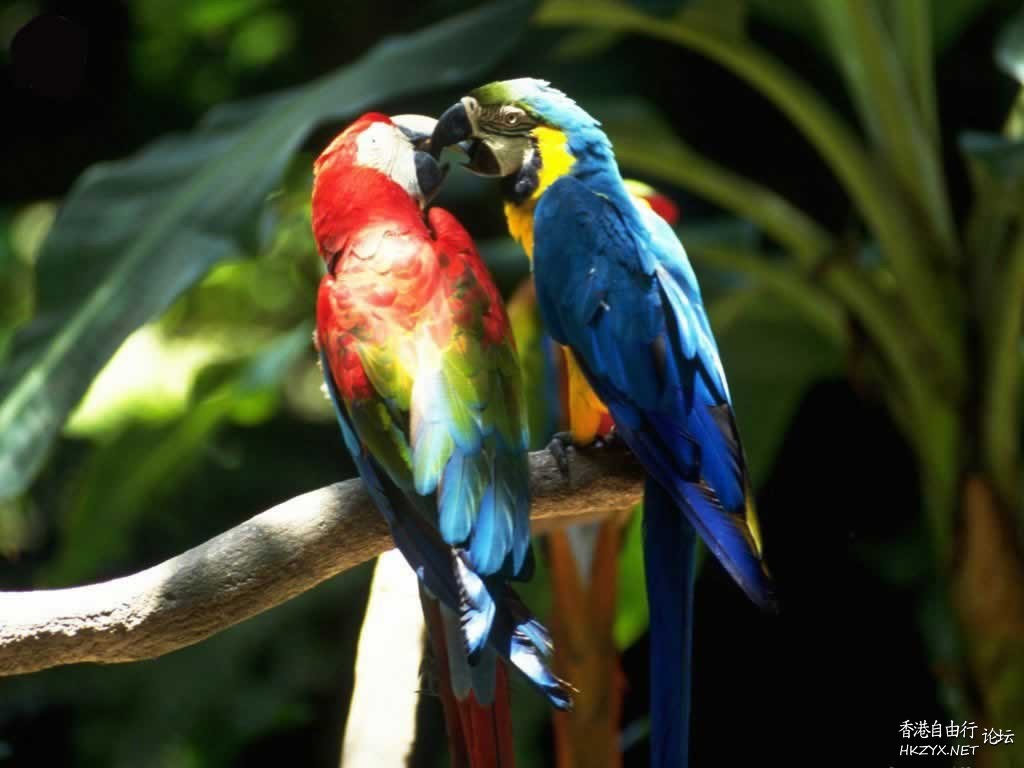 Birds: Kiss me please !  Birds 飛烏