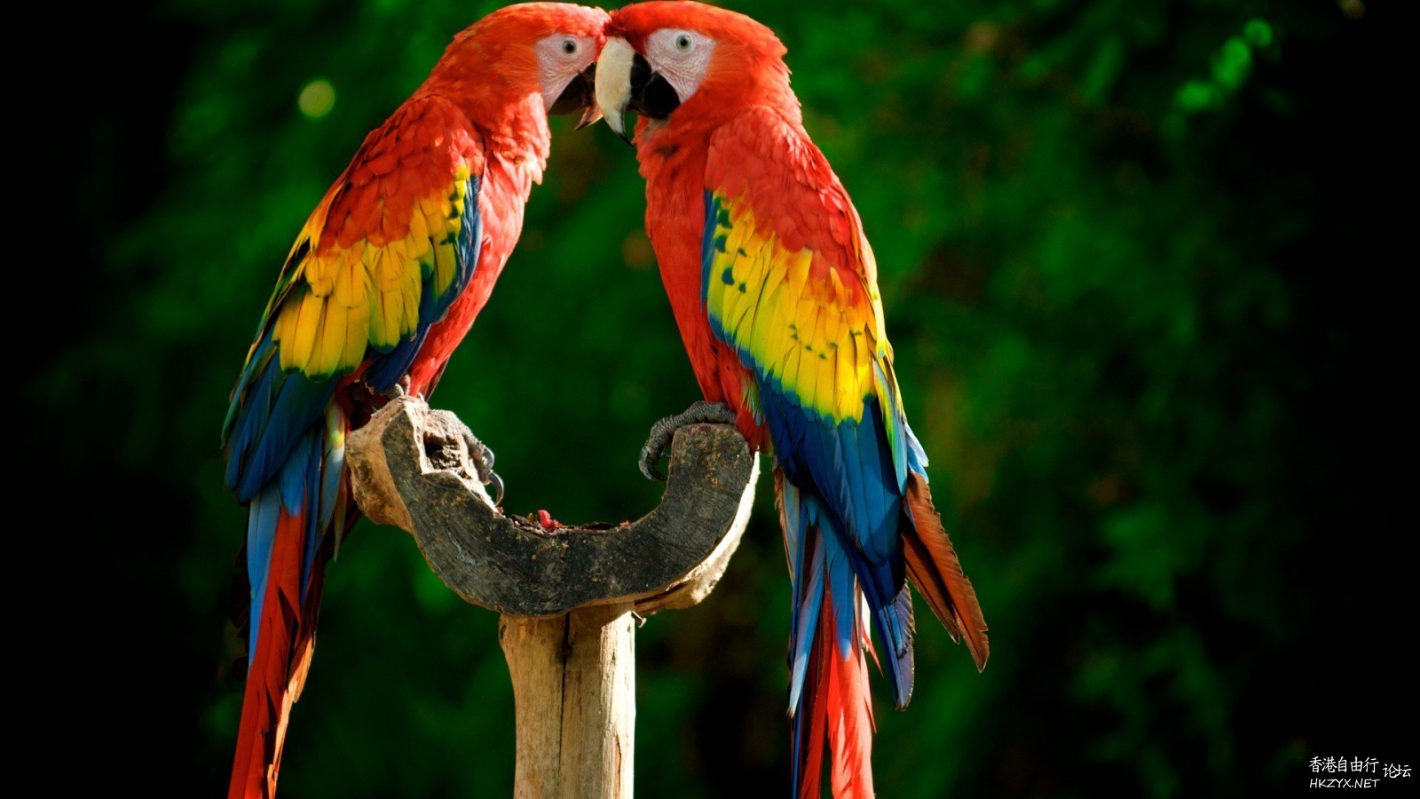 Birds: Kiss me please !  Birds 飛烏