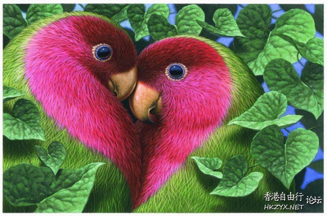 Birds : We are in love !  Birds 飛烏