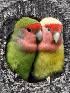 Birds : We are in love !  Birds 飛烏