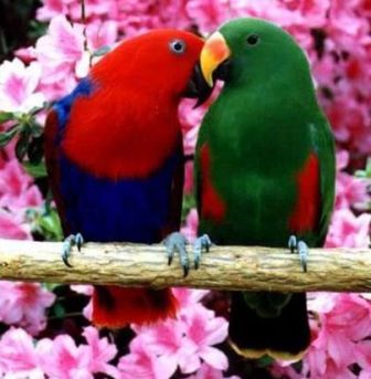 Birds : We are in love !  Birds 飛烏