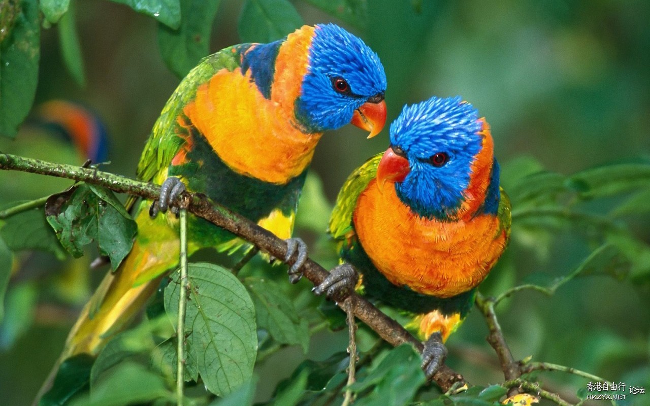 Birds : We are in love !  Birds 飛烏