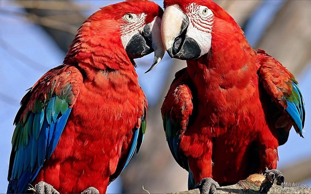 Birds : We are in love !  Birds 飛烏