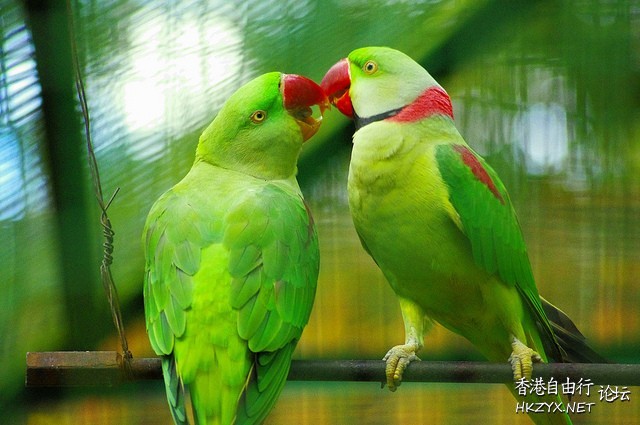   Birds 飛烏