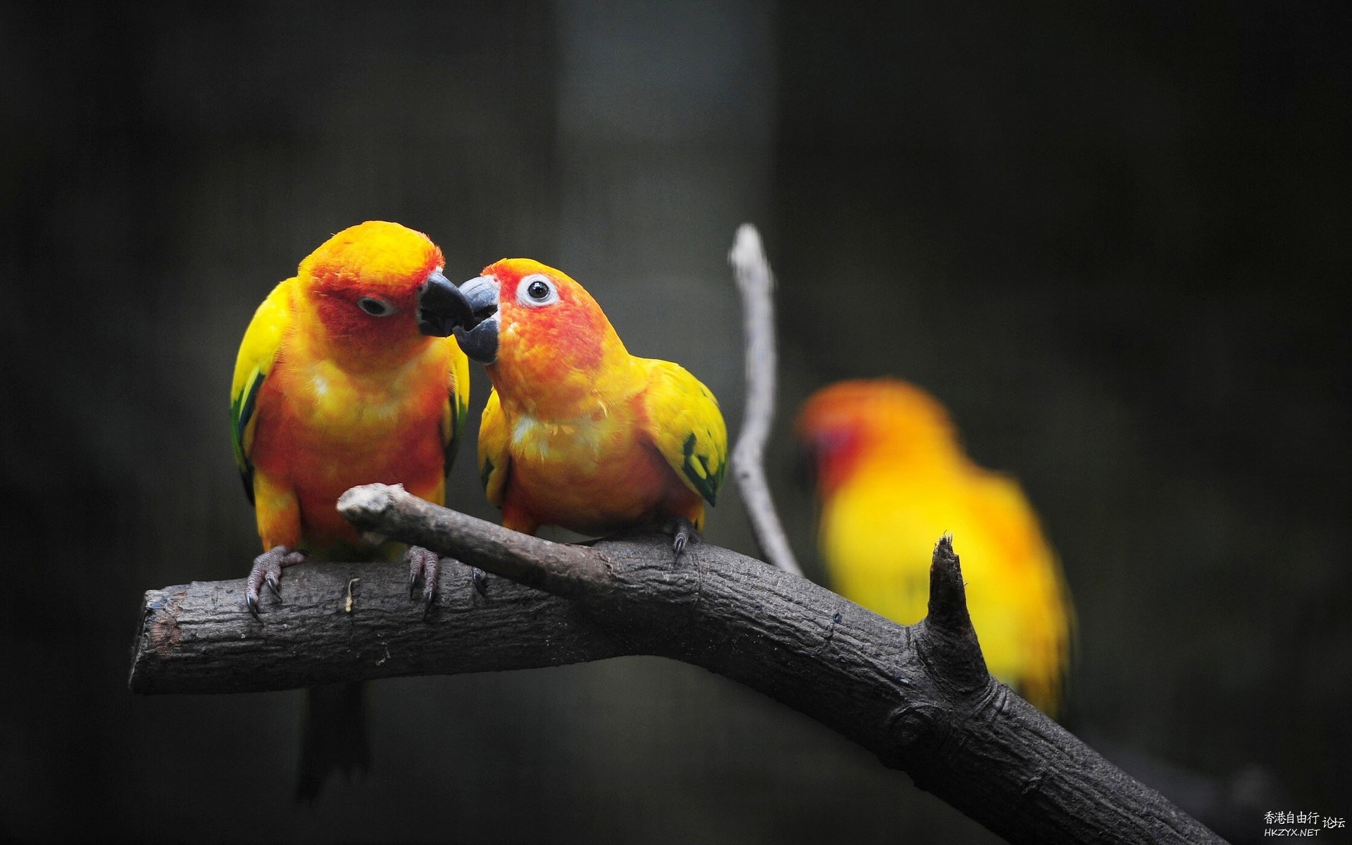   Birds 飛烏
