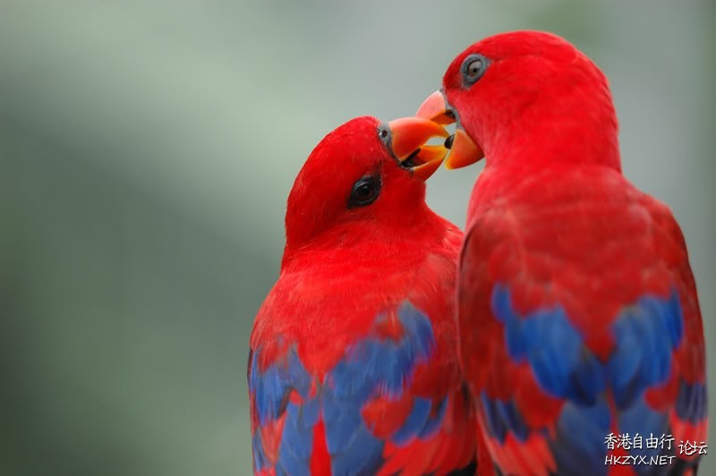   Birds 飛烏
