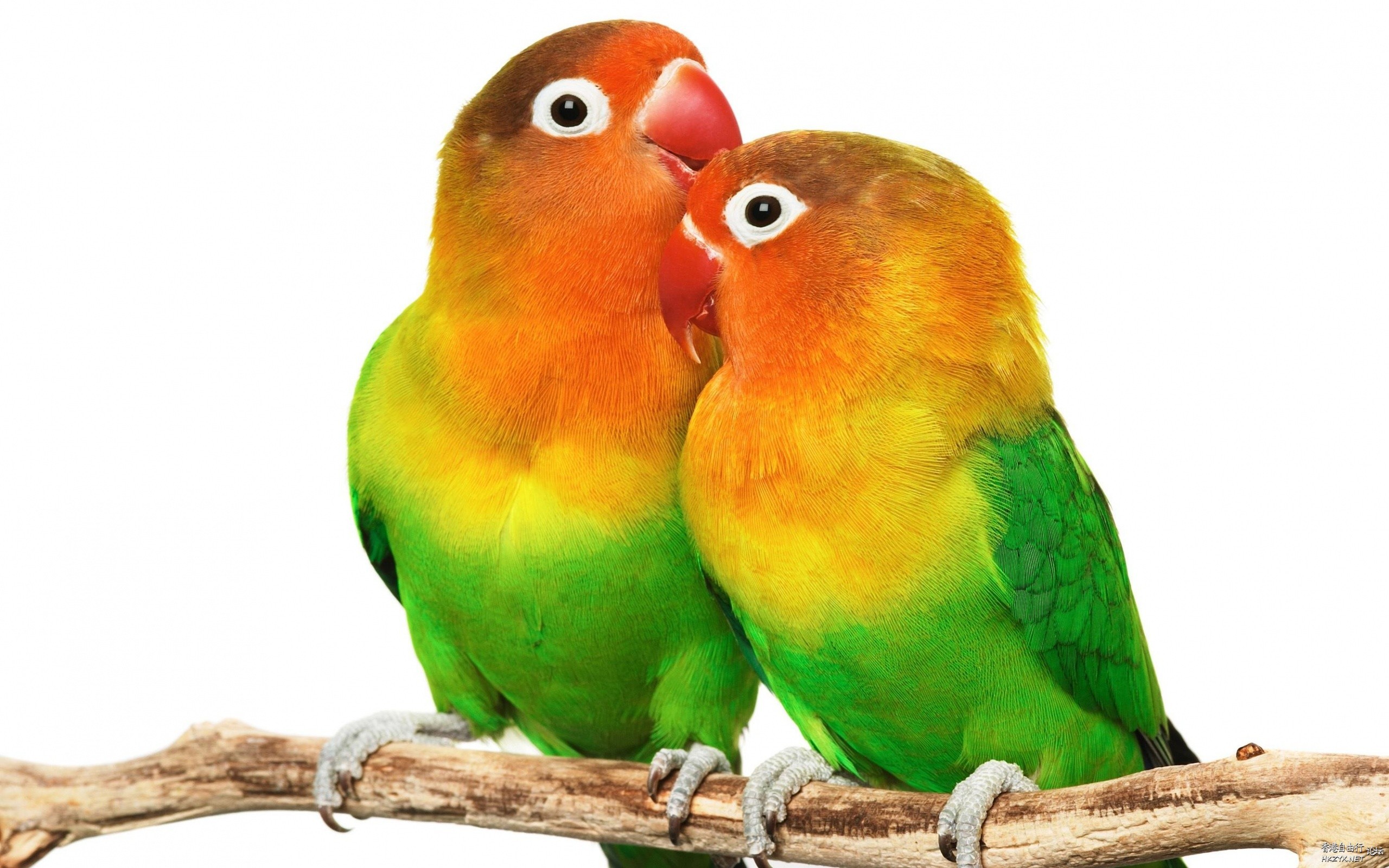 Birds: Kiss me please !  Birds 飛烏