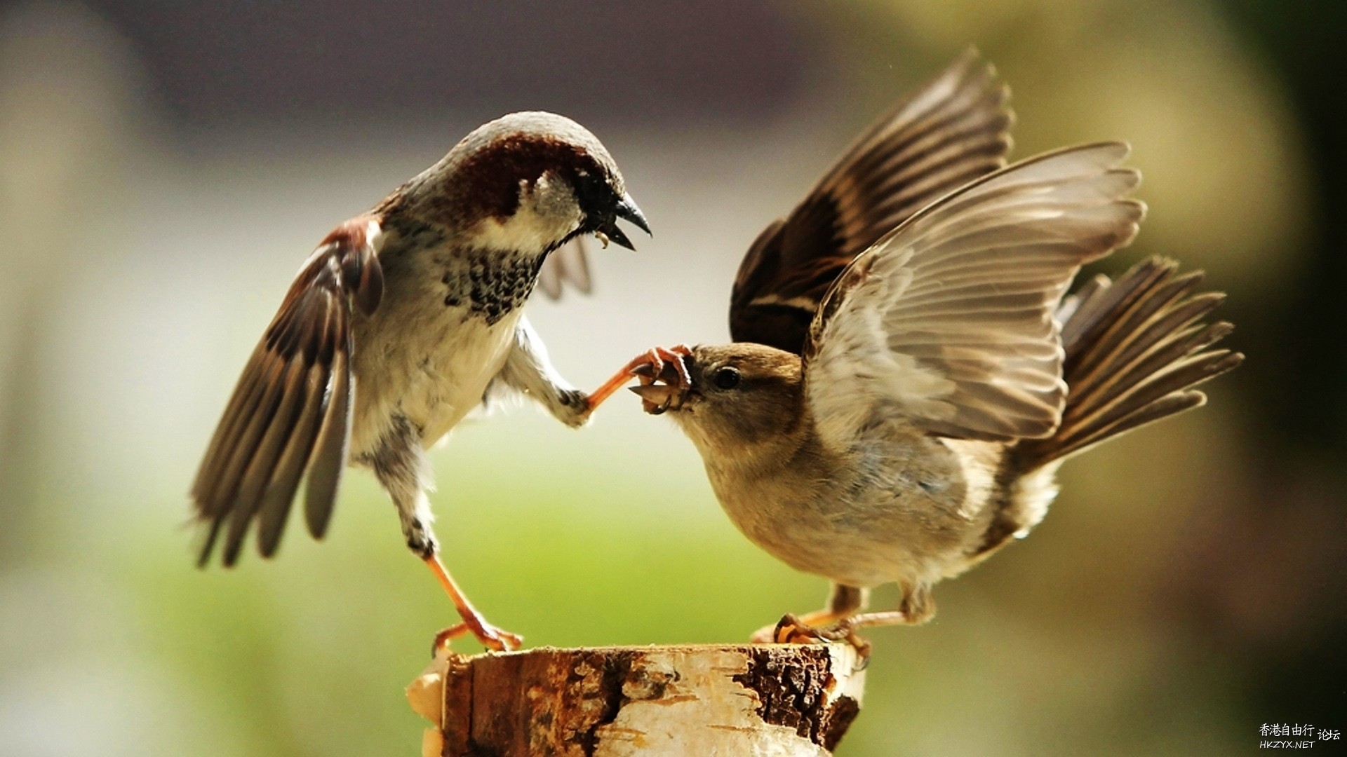   Birds 飛烏