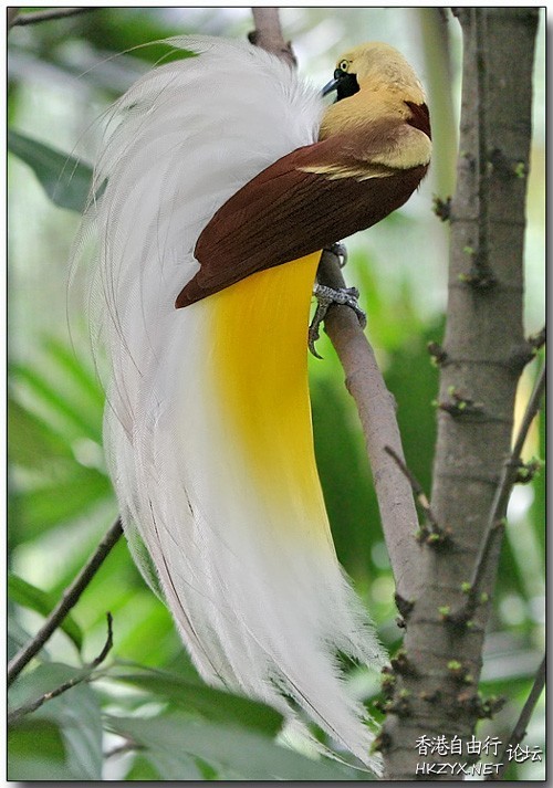   Birds 飛烏