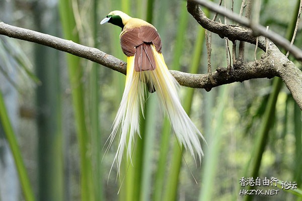   Birds 飛烏