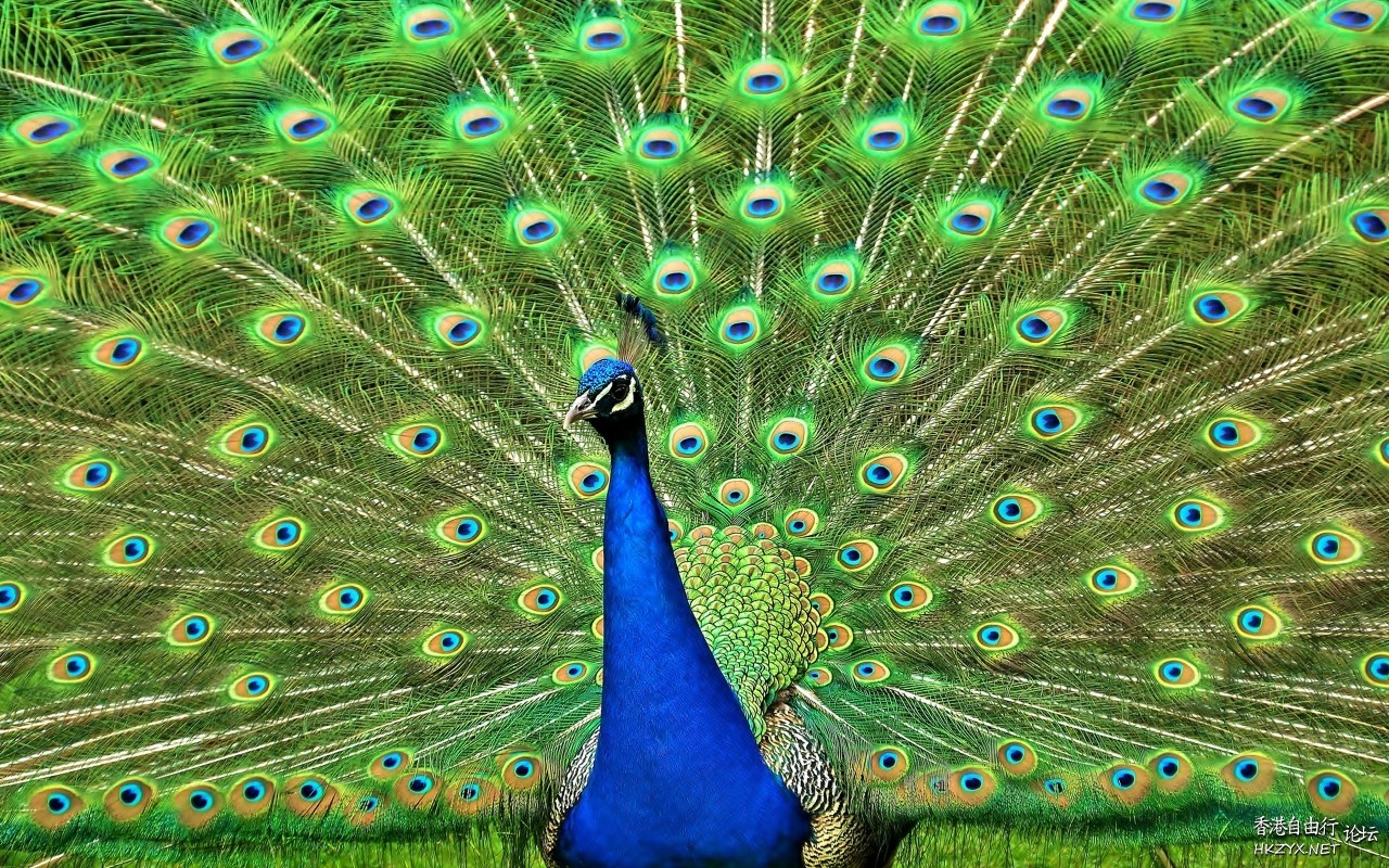 孔雀开屏高清  Birds 飛烏