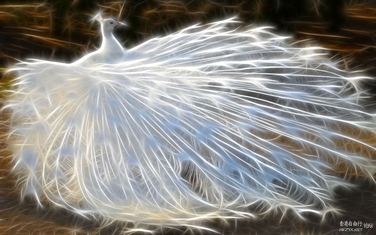 孔雀开屏高清  Birds 飛烏