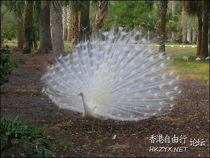 孔雀开屏高清  Birds 飛烏