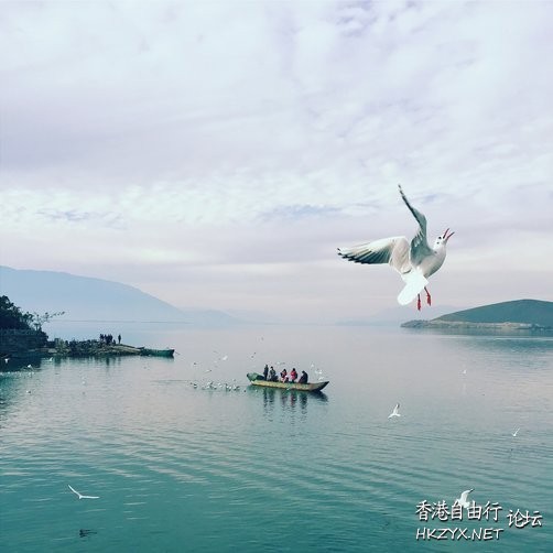   Birds 飛烏