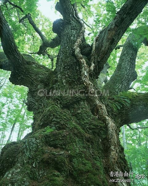 千年古树高清  Photography 攝影特區