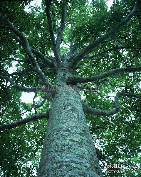 千年古树高清  Photography 攝影特區