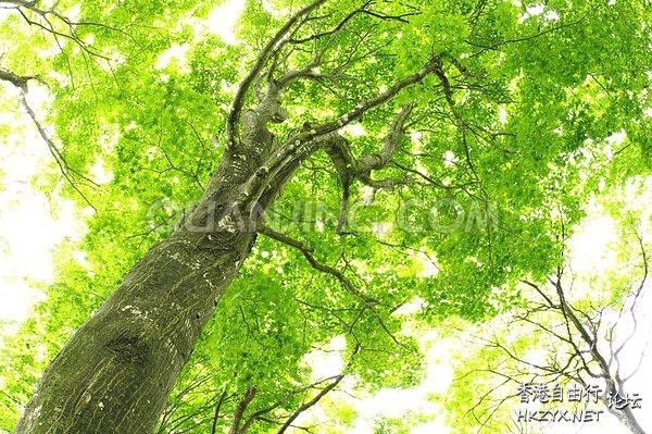 千年古树高清  Photography 攝影特區