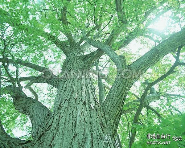 千年古树高清  Photography 攝影特區