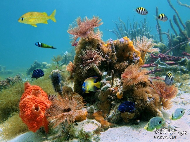 蓝色海底世界  海洋生態