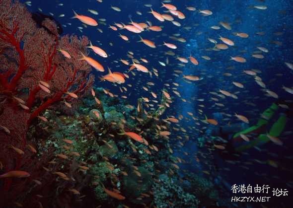 蓝色海底世界  海洋生態