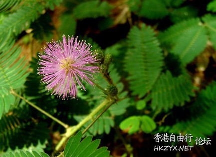 含羞草的栽培繁殖  生活竅门